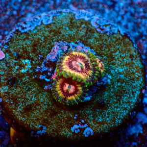 TC Zoanthus Mardi Gras