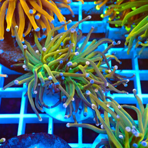 TC Euphyllia glabrecens Dark Holy Grail