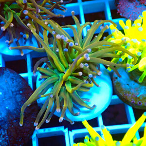 TC Euphyllia glabrecens Dark Holy Grail