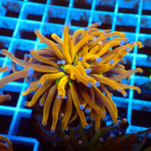 TC Euphyllia glabrecens New York Knicks