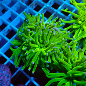 TC Euphyllia glabrecens Green 2 cabezas