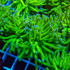 TC Euphyllia glabrecens Green 2/3 cabezas