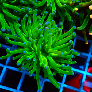 TC Euphyllia glabrecens Green