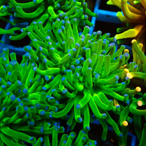 TC Euphyllia glabrecens Green 2 cabezas