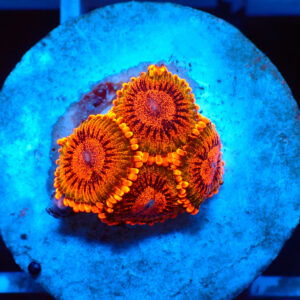 TC Zoanthus Speckled Krakatoa