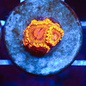 TC Zoanthus Speckled Krakatoa