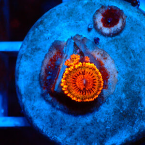 TC Zoanthus Speckled Krakatoa