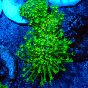 TC Sarcophyton Toxic Green