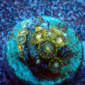 TC Zoanthus Blackberry Voodoo