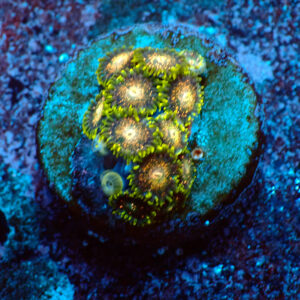 TC Zoanthus Blackberry Voodoo