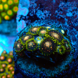 TC Zoanthus Blackberry Voodoo