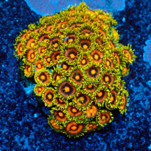 TC Zoanthus Blowpop Colonia