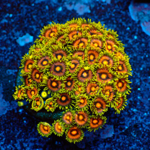 TC Zoanthus Blowpop colonia