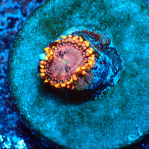 TC Zoanthus Koala Eye