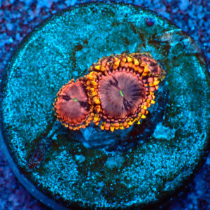 TC Zoanthus Koala Eye