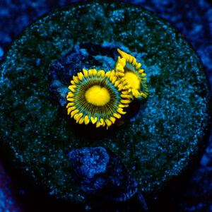 TC Zoanthus Blueberry Pie