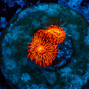 TC Zoanthus Darth Maul