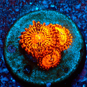 TC Zoanthus Darth Maul