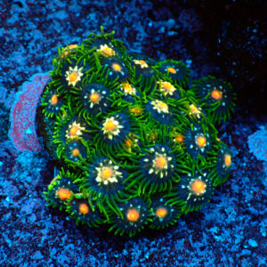 TC Zoanthus Stargazer