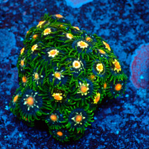 TC Zoanthus Stargazer mini colonia