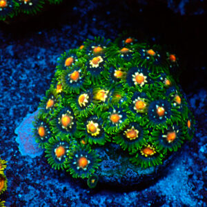 TC Zoanthus Stargazer mini colonia