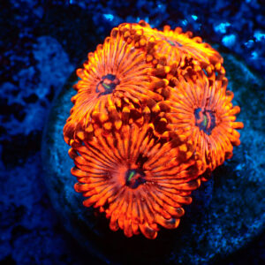 TC Zoanthus Utter Chaos