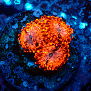 TC Zoanthus Utter Chaos