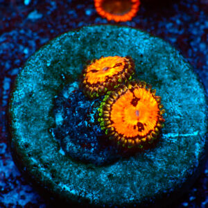 TC Zoanthus Flamming Brohican