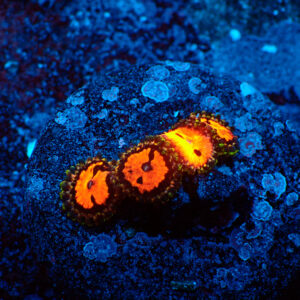 TC Zoanthus Flamming Brohican