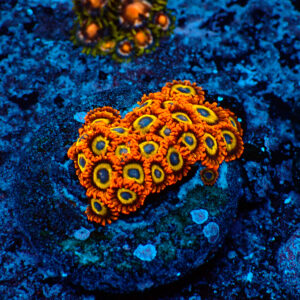 TC Zoanthus Fruit Loops