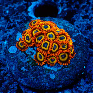 TC Zoanthus Fruit Loops