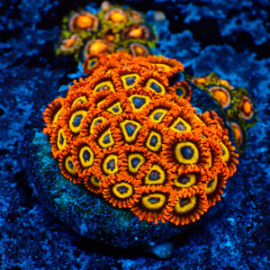 TC Zoanthus Fruit Loops Colonia