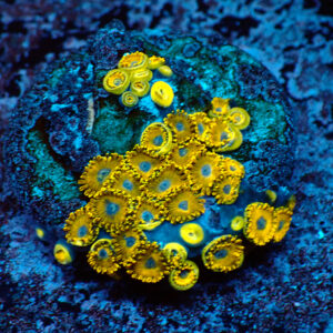 TC Zoanthus Gold Hornets