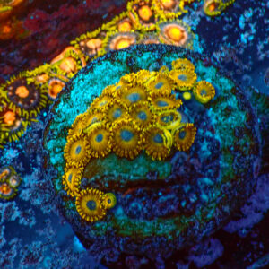 TC Zoanthus Gold Hornets