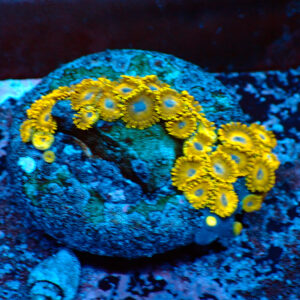 TC Zoanthus Gold Hornets