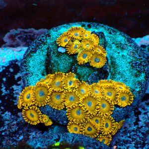 TC Zoanthus Gold Hornets