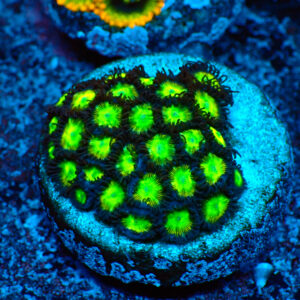 TC Zoanthus The Incredible Hulk