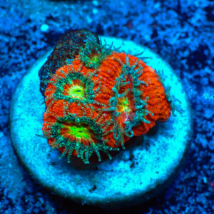 TC Micromussa amakusensis Red Circus