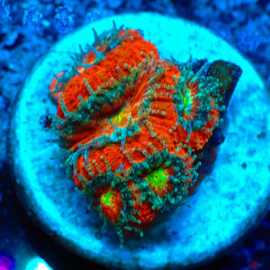 TC Micromussa amakusensis Red Circus