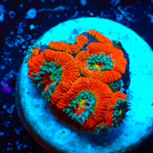 TC Micromussa amakusensis Red Circus