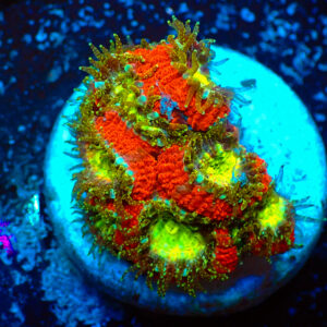 TC micromussa amakusensis Toxic Mouths