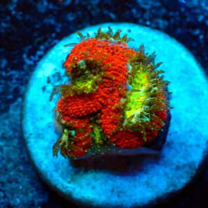 Tc Micromussa amakusensis Toxic Mouths