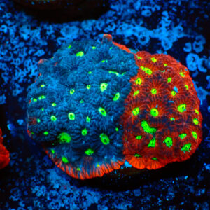 TC Favites Grafted Mini Colonia