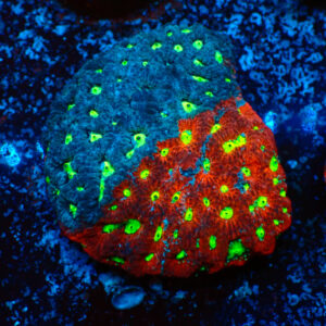 TC Favites Grafted Mini Colonia