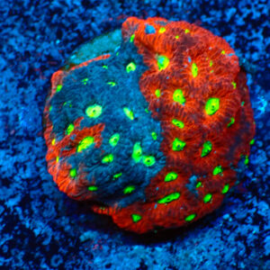 TC Favites Grafted Mini Colonia