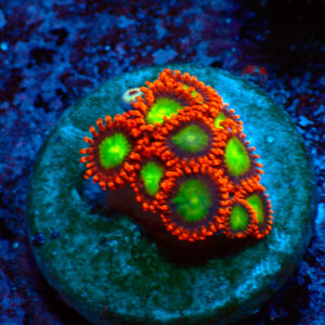 TC Zoanthus Goblind on Fire