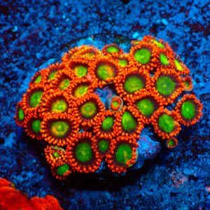 TC Zoanthus Goblins on Fire Colonia