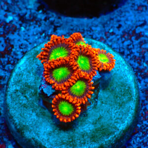 TC Zoanthus Goblins on Fire