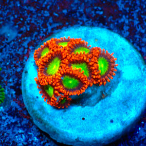 TC Zoanthus Goblins on Fire