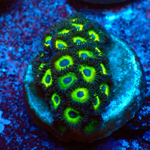 TC Zoanthus Mean Green